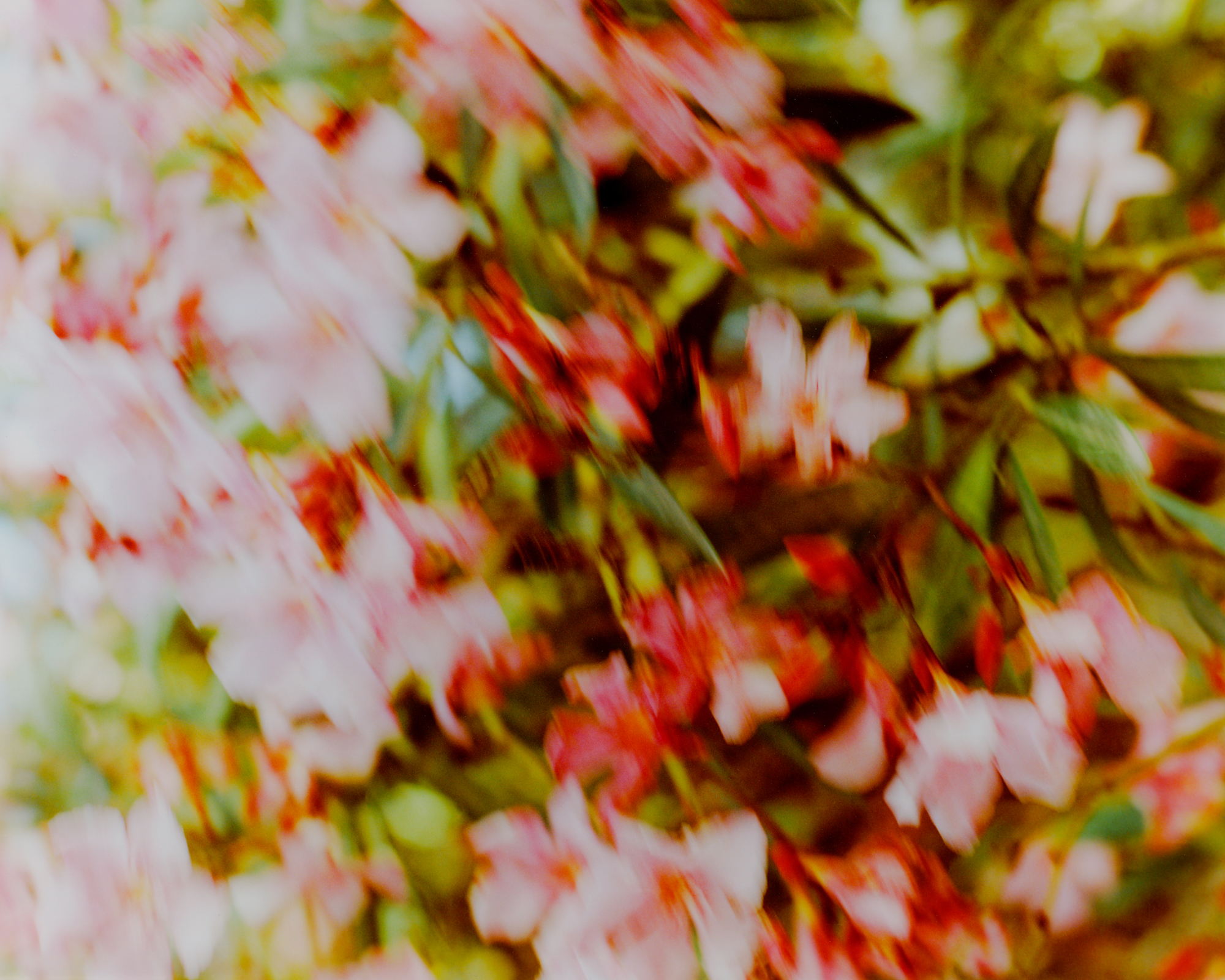 formagari-cedrat-pierre-girardin-2