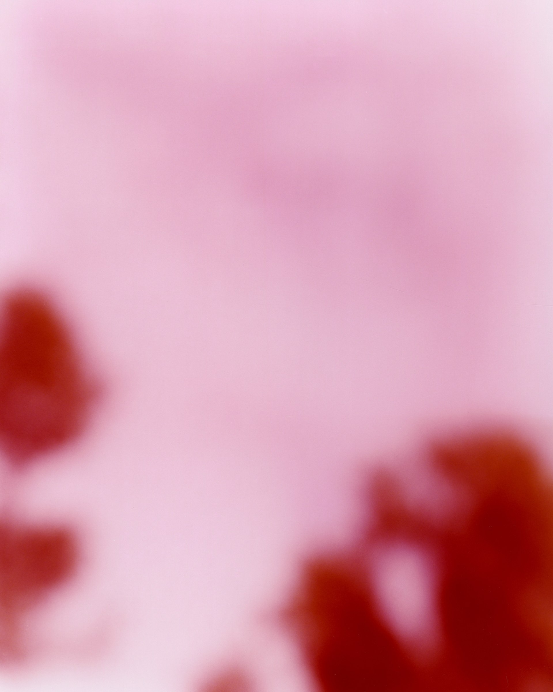 formagari-cedrat-pierre-girardin-4