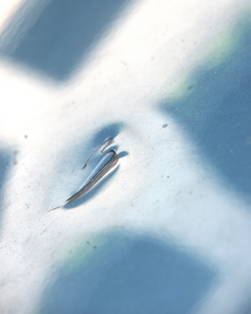 for-pierre-girardin-9-2