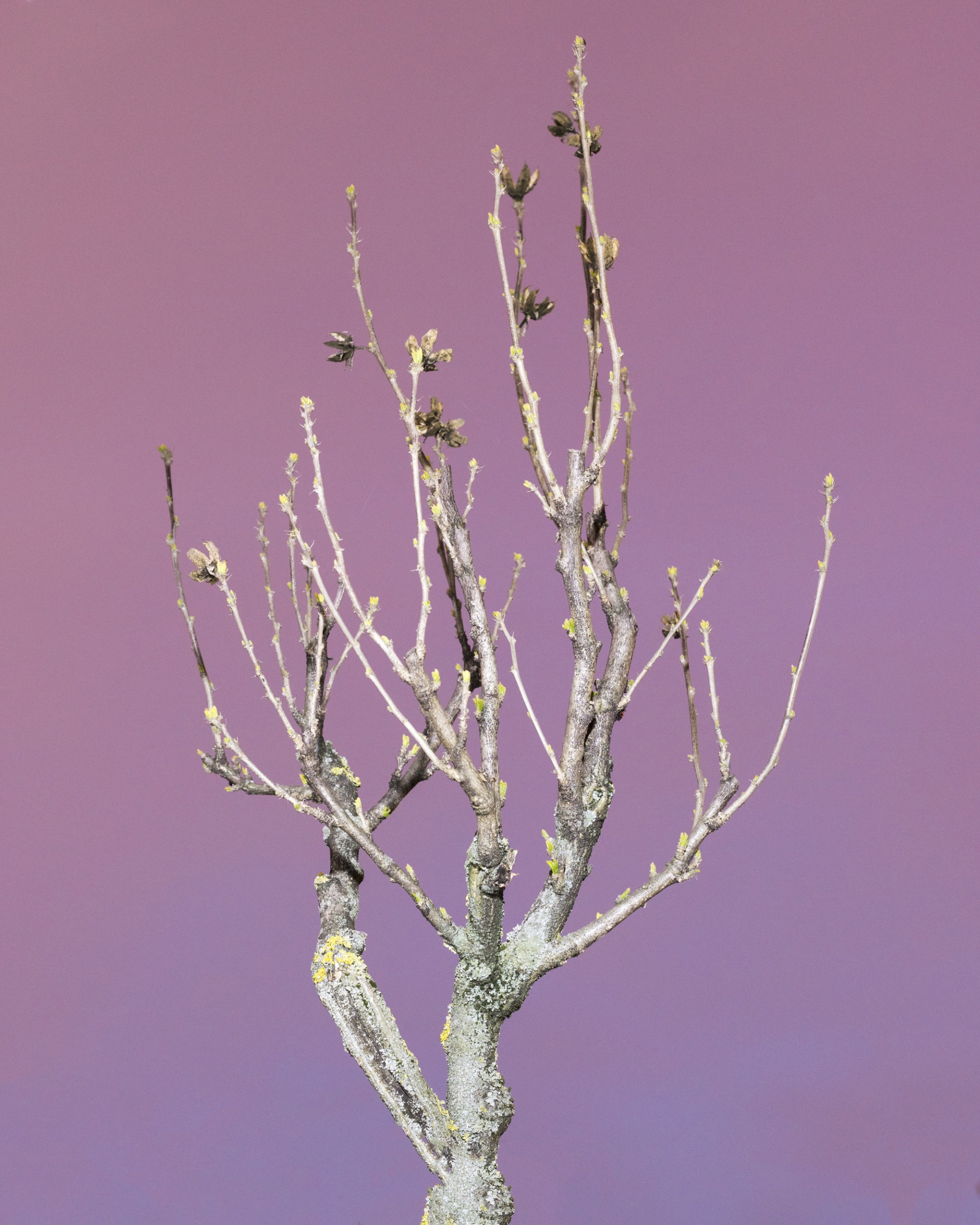 formagari-yasmina-gonin-rvb-web-6