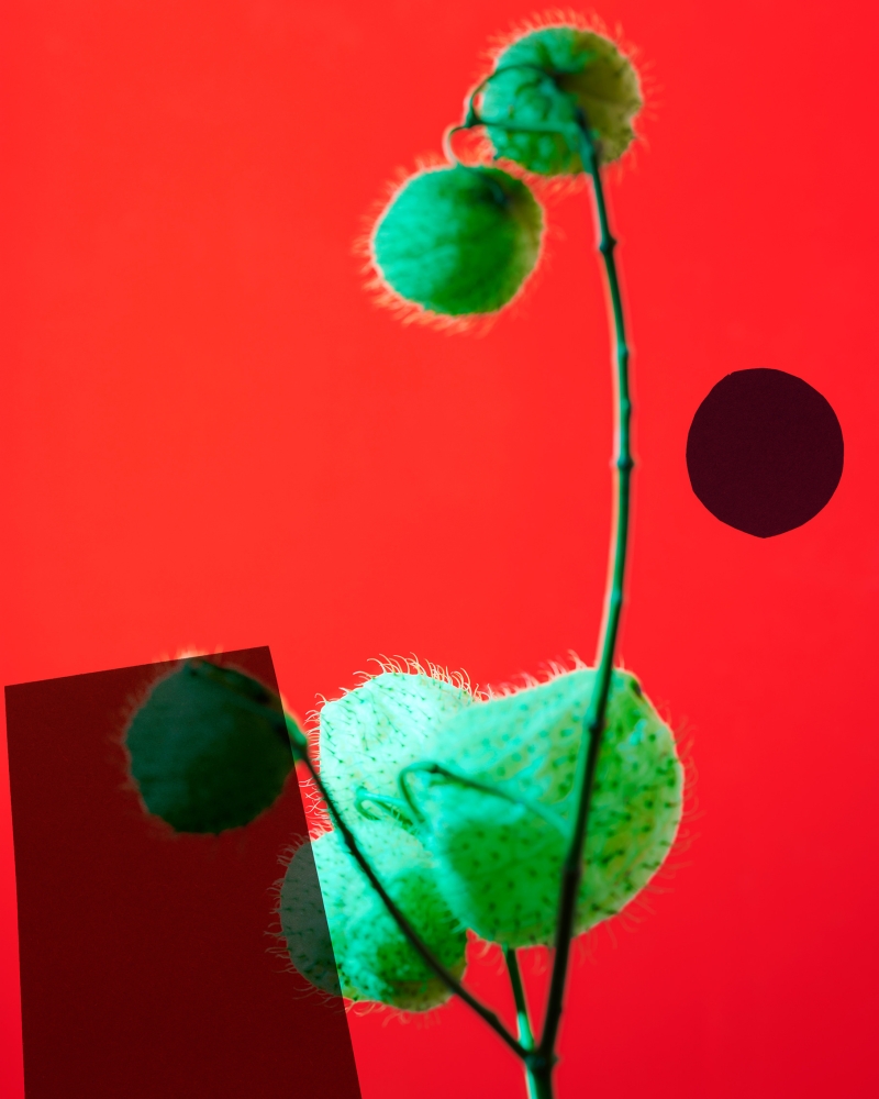 formagari-charlotte-krieger-4x5-1