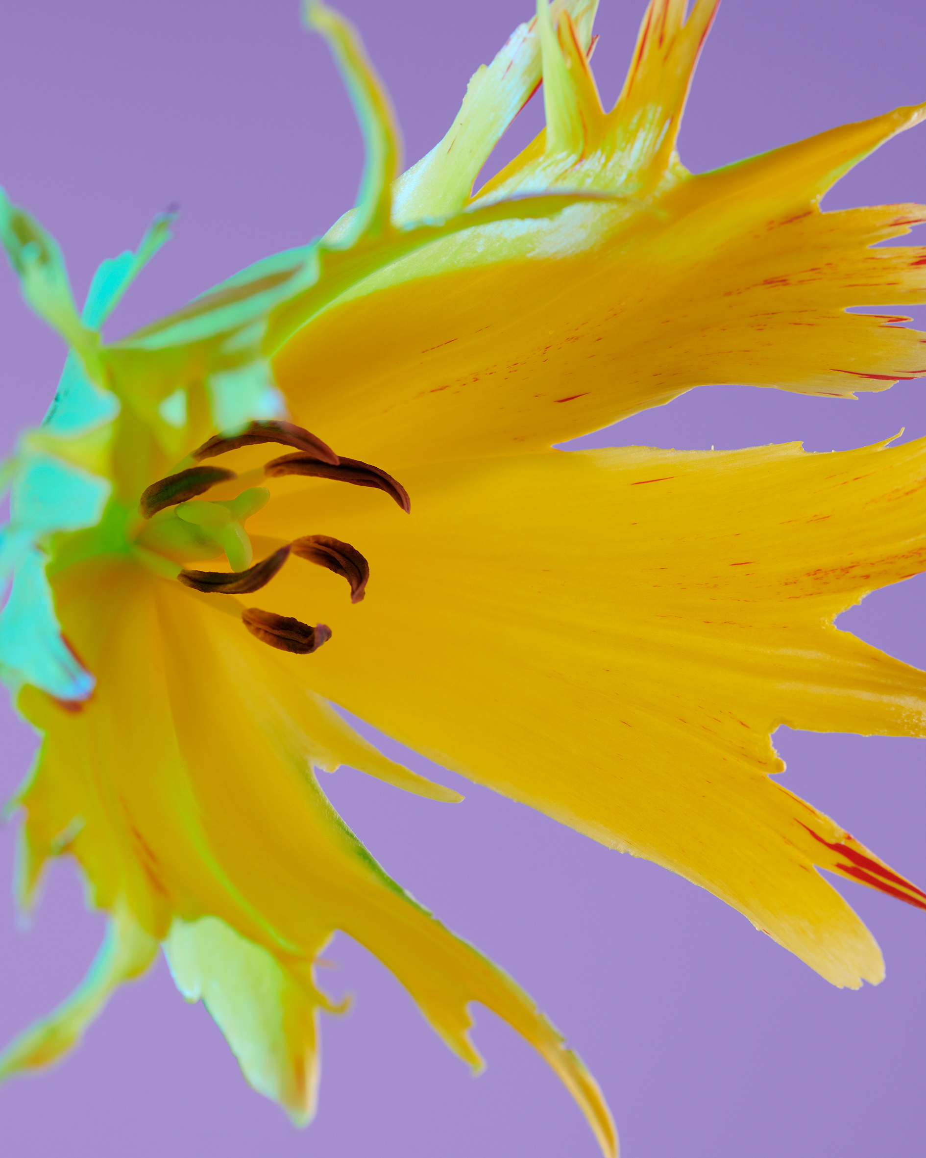 formagari-charlotte-krieger-4x5-8